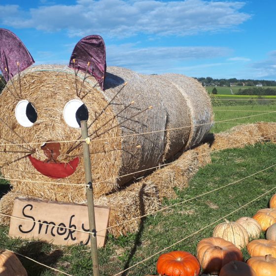 Smokey the straw cat