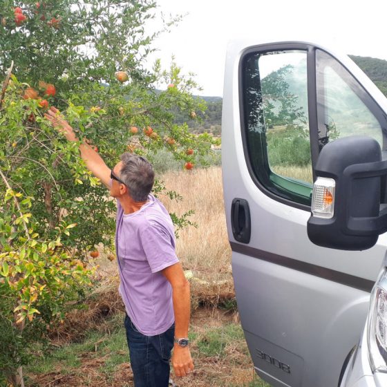 Pinching pomegranates from a tree at the side of the road. Shhhh!
