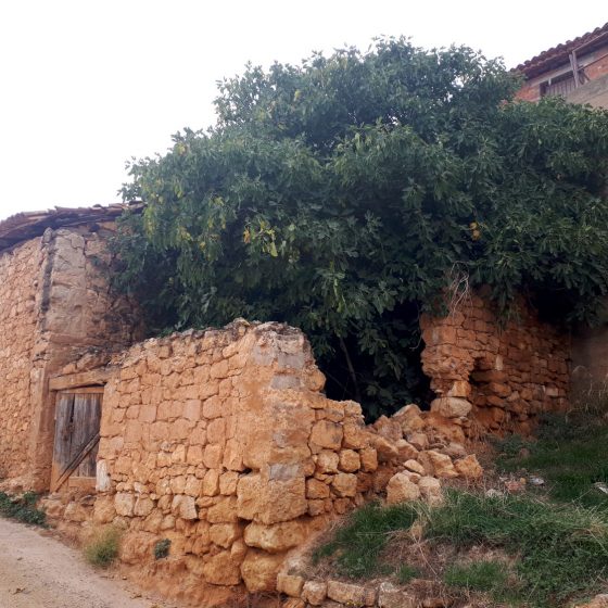 A fig tree bursting out of a house in Ademuz