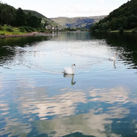 swans gliding across a Lake in Bavaria